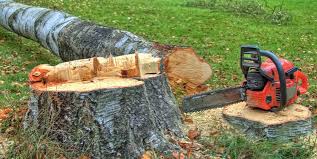 Reliable Three Rivers, CA Tree Care Solutions