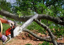 Best Tree Preservation Services  in Three Rivers, CA