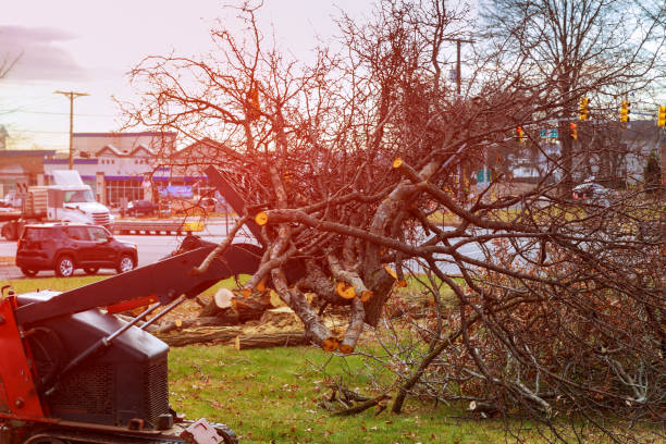 Best Tree Mulching  in Three Rivers, CA