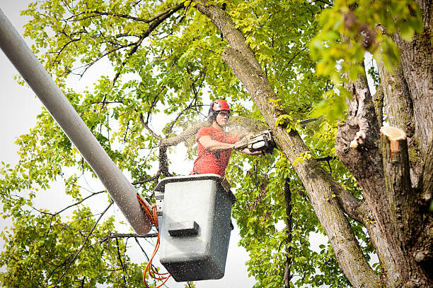 How Our Tree Care Process Works  in  Three Rivers, CA