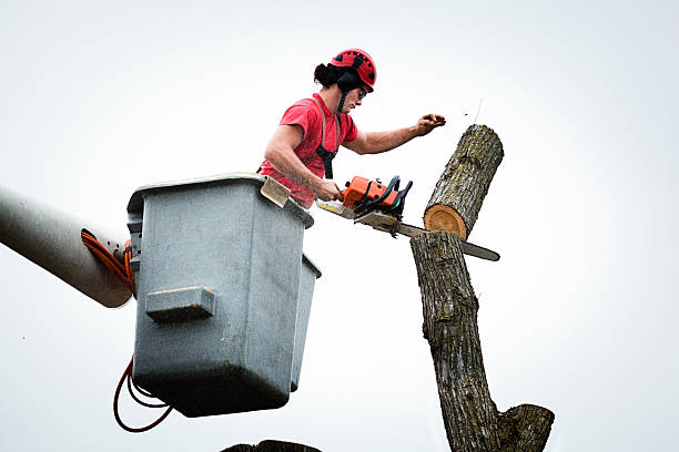 Best Firewood Processing and Delivery  in Three Rivers, CA