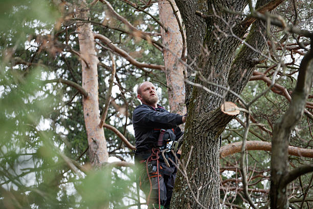 Best Storm Damage Tree Cleanup  in Three Rivers, CA