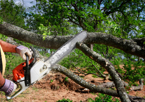 Tree and Shrub Care in Three Rivers, CA