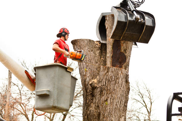 Best Hazardous Tree Removal  in Three Rivers, CA