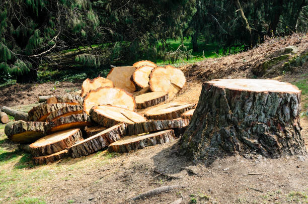 Best Lot and Land Clearing  in Three Rivers, CA